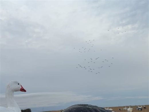 Black Goose Outfitters on Reels