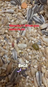 3.5K views · 17 reactions | What do you do when you find weevils in...