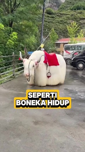 Tibetan Yak: Hewan yang Terancam di Suhu Panas