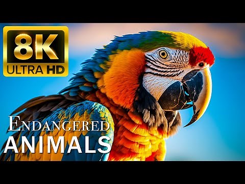 ENDANGERED ANIMALS 8K ULTRA HD