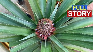 78K views · 1.2K reactions | You can easily grow a fruit bearing Pineapple Tree from a pine apple top. Yes, it bears fruit within a year of planting. You will never throw away pine apple tops after seeing this video. You can easily grow pineapple from crown and produce lots of pine apple fruits in a year. | Garden Tips | Facebook