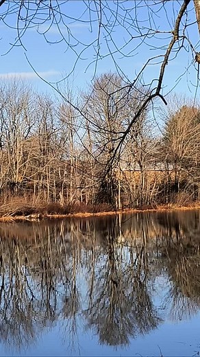 Eagles and seagulls on the Outlet Stream | St Bridget Center