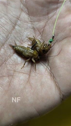 Tips and Tricks for Fishing for Catfish with Cricket Bait #shorts #fishing #tutorial