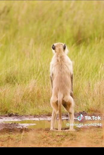 Exploring Unique Albino Animals in Wildlife