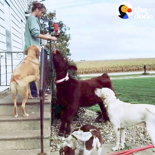 27M views · 595K reactions | This fuzzy cow runs around her yard, plays with her dog siblings and begs for treats just like a big puppy  | The Dodo | Facebook