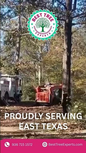 Professional Tree Service | Safe & Reliable Tree Care #besttreeexperts