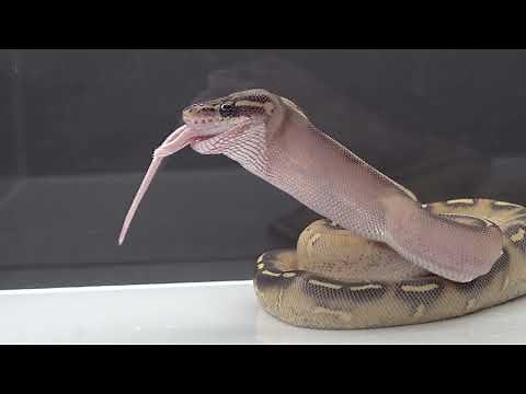 Snake Swallows Mouse - Warning Live Prey