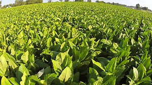 tti_header_video_loop_compressed