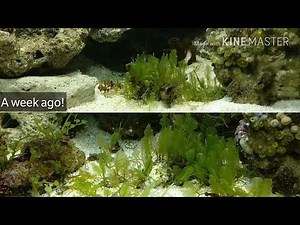 Macro Algae | Its Growing FAST!!!! Macroalgae Reef | How to Grow | Macroalgae Aquarium