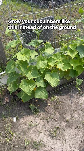 Looking for an easier way to grow cucumbers? Grow them on trellises or give them fencing to climb. We use whatever we have available to provide support for our cucumbers once they get tendrils. It makes picking so much easier. Plus they grow larger and healthier because they have space and less potential for rotting. This year, we pulled up our first crop early due to powdery mildew. We have a second crop growing that will hopefully do better! #reelsexplore #gardeninghack #gardentips #gardentips