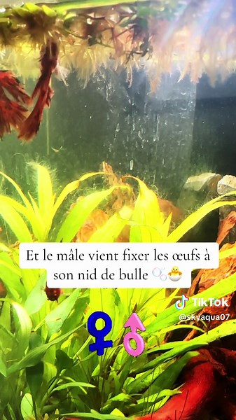 Reproduction live de #bettasplendens #foryou #foryoupage #foryoupageofficiall #foryour #foryourpage #ReproductionPoisson #Aquarium #Poissons #Aquariophilie #ÉlevagePoisson #poissondaquarium #AquariumDIY #AquariumLife #PassionAquarium #ConseilsAquarium #AquariumCommunity #PoissonTropical #ReproductionAquatique #AménagementAquarium #BiodiversitéAquatique #PoissonsJoueurs #AquariumFamilial #écosystèmeaquatique