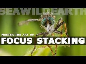 Focus Stacking in Macro Photography