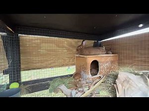 Sweet Baby Bunnies Hopping Around Their Home!! 🐇🐰