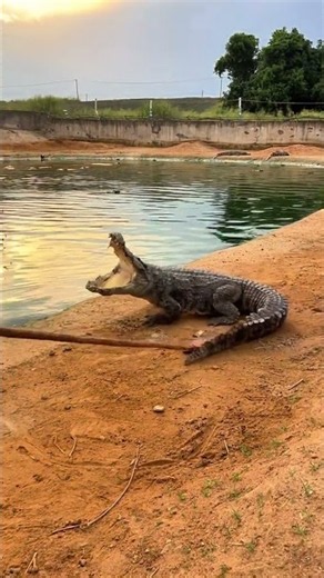 Feeding season means bigger appetites 🐊 #Crocodile #Breeding #Wildlife