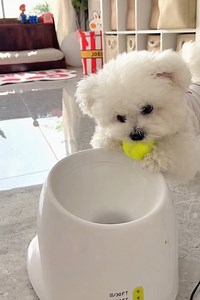 3.5M views · 96K reactions | These dogs have discovered they don't need humans to play fetch...  | The Woof World | Facebook