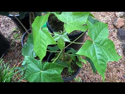 Growing KUKUI NUT (collected) = Candlenut = Aleurites Moluccanus IT GROWS FAST