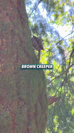 Michelle Lefebvre on Instagram: "Brown Creepers are special little birds that can only climb up tree trunks. Unlike nuthatches that walk down, Creepers have to flutter back to the bottom of the tree if they want to go down, then start spiraling upward again. . #birds #bird #birdwatching"