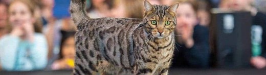 Melbourne Cat Lovers Festival - 2026 Dates, Tickets, Prices & Attractions