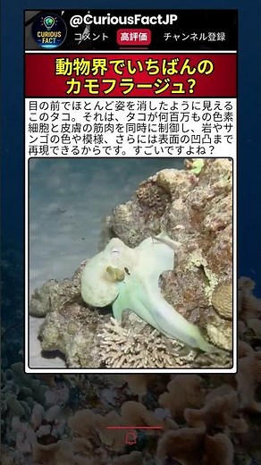 自然界屈指のカモフラージュ能力 🐙