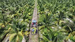 The future is now—one of the newest coconut farms on the Linden-Soesdyke Highway. #DevelopmentUnlocked #Farming #FoodSecurity #CoconutFarming #ImprovingLives #Guyana #VotePPPC2025 #PresidentAli #SecondTerm #OneGuyana #StrongerTogether | President Irfaan Ali