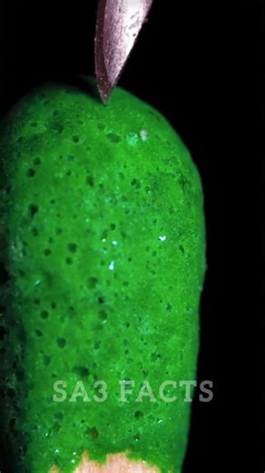 Needle Vs Matchstick – Microscope