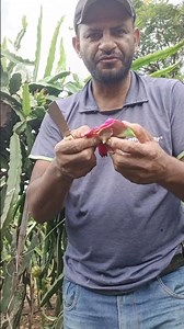 degustando a variedade de pitaya cosmic Charlie