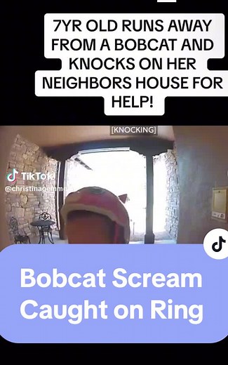 Bobcat scream caught on Ring camera! 😱 #bobcat #ring #fyp #foryou #fypシ #viral #foryoupage