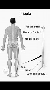 Fibula bone Anatomy 﫰喙領 #medical #anatomy #Fibula #lowerlimb #bone #highlightsシ゚ #highlightseveryone #highlights #reelspage #quickstudy | Physiotherapist Nadira ﮩ٨ـﮩﮩ٨ـ | Facebook