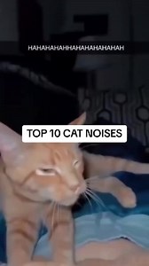 1.7M views · 139K reactions | Cat Memes Part 69! Top 10 Cat Noises! #fypシ゚ #memes #reels #catsoffacebook #catmemes | MemesPh | Facebook