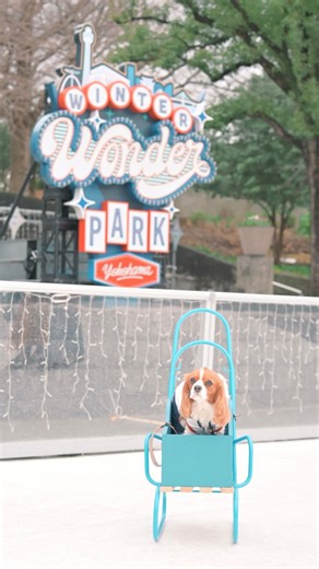 キャバリア Q太 | うちの子記念日の日は山下公園で「Winter Wan!der Park」イベントが開催されてたので行ってきたよ〜🚗 ただこの日はあいにくの天気だったけど…🌧 Qは超絶晴れ男なので、ついたら雨も上がってくれた🤩 まずはスケート⛸️❄️... | Instagram