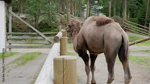 Bactrian camels standing on gravel with forest in the background, seen from behind, inside a fenced area