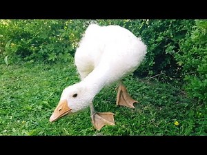 Cute Goose - 5 weeks old - Video 4K