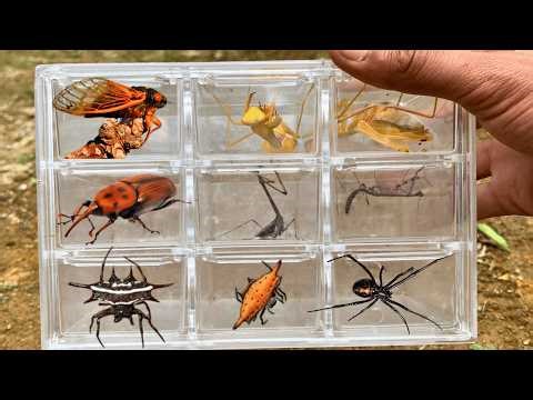 I Found Insects In Backyard !!