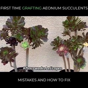 528K views · 5.2K reactions | Have you ever grafted various types of succulent? I'm sure it's an exciting experience  This video will show you how to grow unique Aeonium succulents by grafting: (1) Aeonium sunburst and Mardi Gras with Aeonium Arboreum  (2) Aeonium Kiwi and Black rose with Aeonium Arboreum succulent   Repost from LeLe's Time USA https://www.youtube.com/channel/UCwurHB30B8ApFI_aXZx2ZGQ | Succulent Journal | Facebook