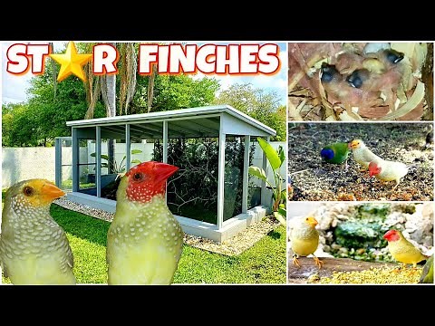 Aviary Birds released in their new home | colony breeding | STAR FINCHES #aviary #birds #burung