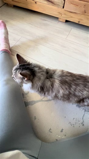Princess Calie grooming herself during her human’s yoga session 👑😌🐱✨ Because every workout needs a royal supervisor… and a quick bath break 💅🧘‍♀️ #PrincessCalie #CatTok #YogaCat #WorkoutBuddy #FunnyCat 💕
