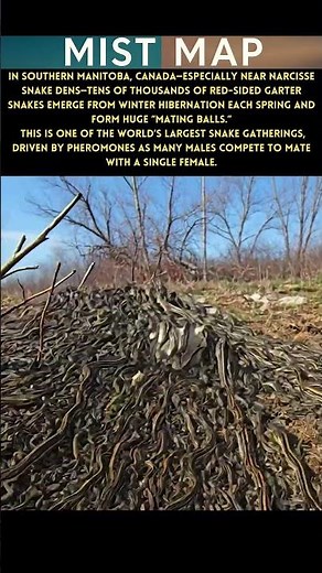🐍 A Living Snake Tornado?! | Canada’s Massive Garter Snake Mating Ball 😱