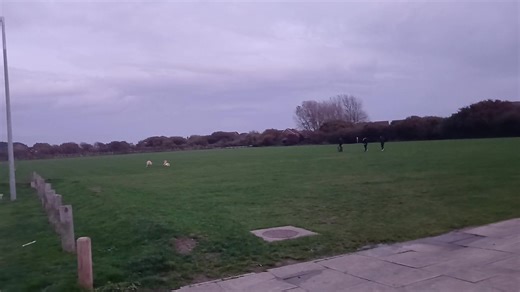 Lucy running with Hector after her therapy visits. Where do they get their energy from #Labrador #dogs #dogfriends | Lucy's adventures | Facebook