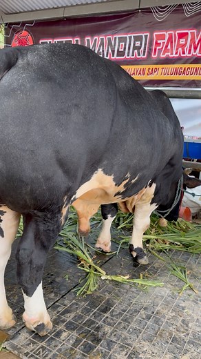 Sapi yang bokong terbesar dikontes #sapijumbo@sorotanPengikut | Yt Gandi