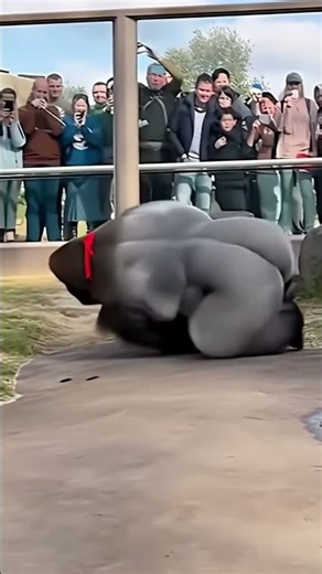 😂 Gorilla Breakdancing at the Zoo 🐾| Funny Pet Shorts || #Bloopaws #FunnyAnimals #Shorts