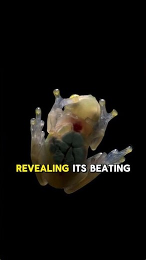 This Frog is Invisible for a Reason 🐸❤️