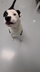 Our adoptable dogs are ready to come to the cottage…AKA the wonderful oasis that is your home! 🐾❤️ Whether you’re into watching hockey, reading books, or retelling your favorite star crossed love stories to your four-legged friend, they are ready to spend quality time with you and your hobbies! #AdoptAPet #HeatedRivalry #ShelterDog #AdoptMePets | Helping Hands Humane Society