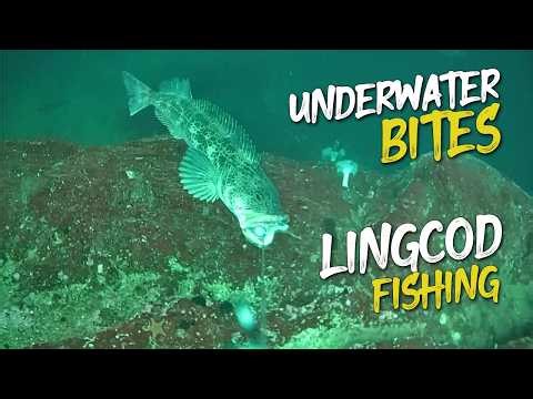 My Best Start to a LINGCOD season ever?