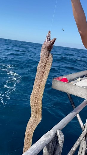 8.8K views · 109 reactions | Giant Eel!!!! #fishing #florida #destinflorida #fishon #seamonster #eel #eels #unagi #eelsauce | American Spirit Party Boat | Facebook