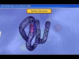 CBSE Class 11 Biology || Protein and its Structure || By Shiksha House