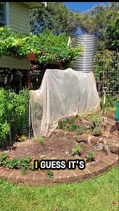 Feeling hot? Imagine how your plants are feeling. Don't let them suffer. Throw a shade cover over them... shade cloth, old sheets. whatever you've got. Give them some lovin... and they'll love you back!! | Phil Dudman Gardening