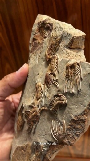 Rare Ordovician Trilobite With Amazing Detail Morocco Fossil