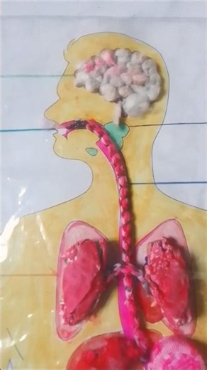 Digestive system project using recycled materials 🌟 #diy #papercraft #schoolproject #project