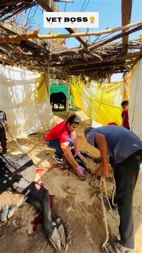 Dystocia in Cow 🐄