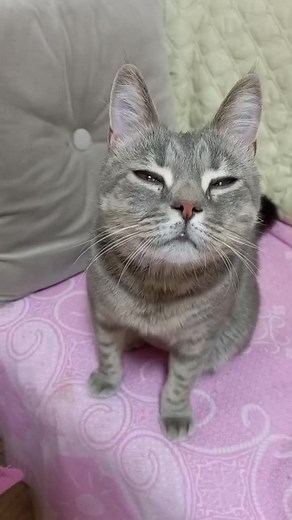 Відео користувача Котик Степанчик (@kotyk_stepan4yk) з композицією «оригінальний звук - Котик Степанчик»